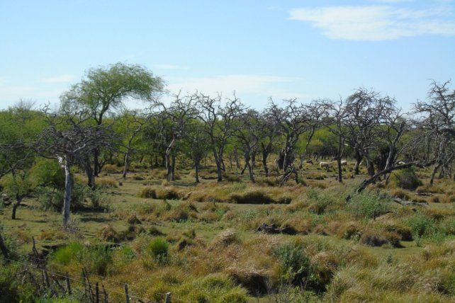La fundación Cauce presentó un amparo colectivo ante la deforestación de 50 hectáreas de montes nativos en Villaguay.