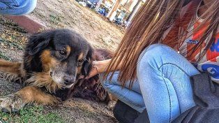 Unión despide a Peluche, el perro que se ganó el corazón de la gente