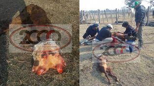 Nació un ternero con dos cabezas en la localidad santafesina de Arrufó