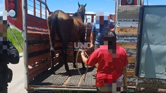 El caballo rescatado en la circunvalación