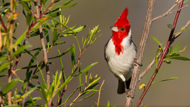 El cardenal copete rojo es el animal más decomisado en la provincia de Santa Fe en lo que va del 2025.