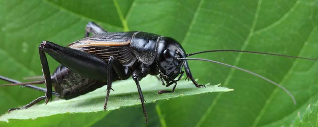 Invasi&oacute;n de Grillos en Santa Fe