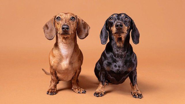 Hoy es el día del perro salchicha en Argentina