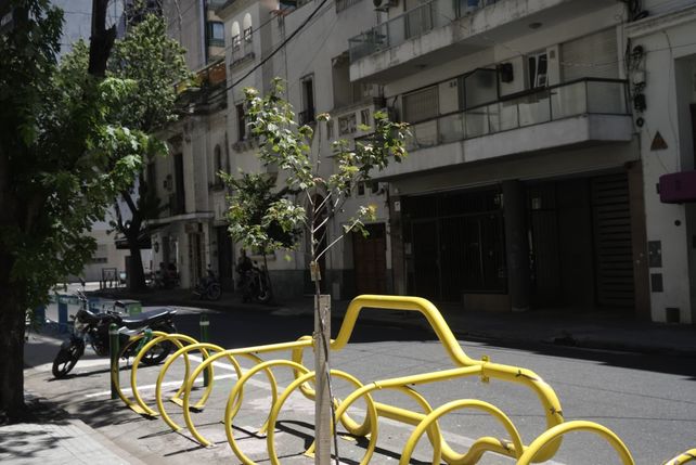 Ola de calor: una ONG pide que los vecinos rieguen los árboles de las veredas