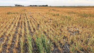 Por falta de lluvias aseguran que casi la mitad del trigo sembrado muestra condiciones regulares o malas.