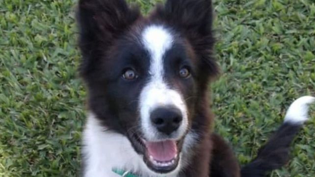 Robaron a una familia mientras dormía y se llevaron hasta el perro