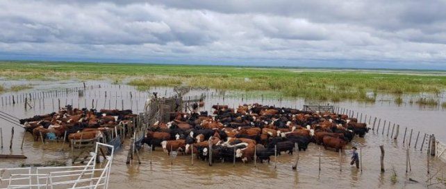 La Sociedad Rural Argentina estima que pueden verse afectadas poco más de 5 millones de cabezas La Sociedad Rural Argentina estima que pueden verse afectadas poco más de 5 millones de cabezas