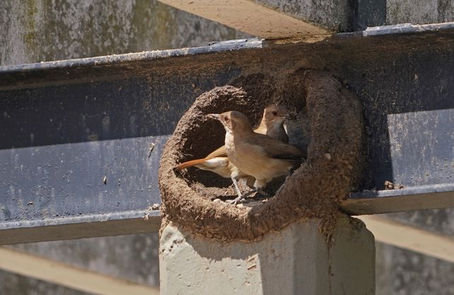 El refugio mundo aparte recibe una gran cantidad de aves lastimadas.
