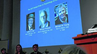 Ganan el Nobel de Medicina por sus estudios del reloj biológico