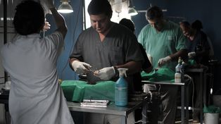 Esta semana continúan las castraciones gratuitas en el norte de la ciudad