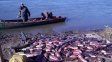 El río Paraná sin fuerza vital y sin peces maduros alerta por su cauce perdido