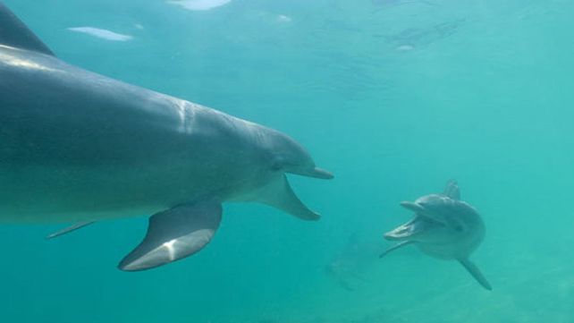 Captaron la primera conversación entre delfines Captaron la primera conversación entre delfines