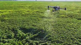 Los drones aplicadores ganan terreno en el agro y amplían las alternativas de manejo de los cultivos