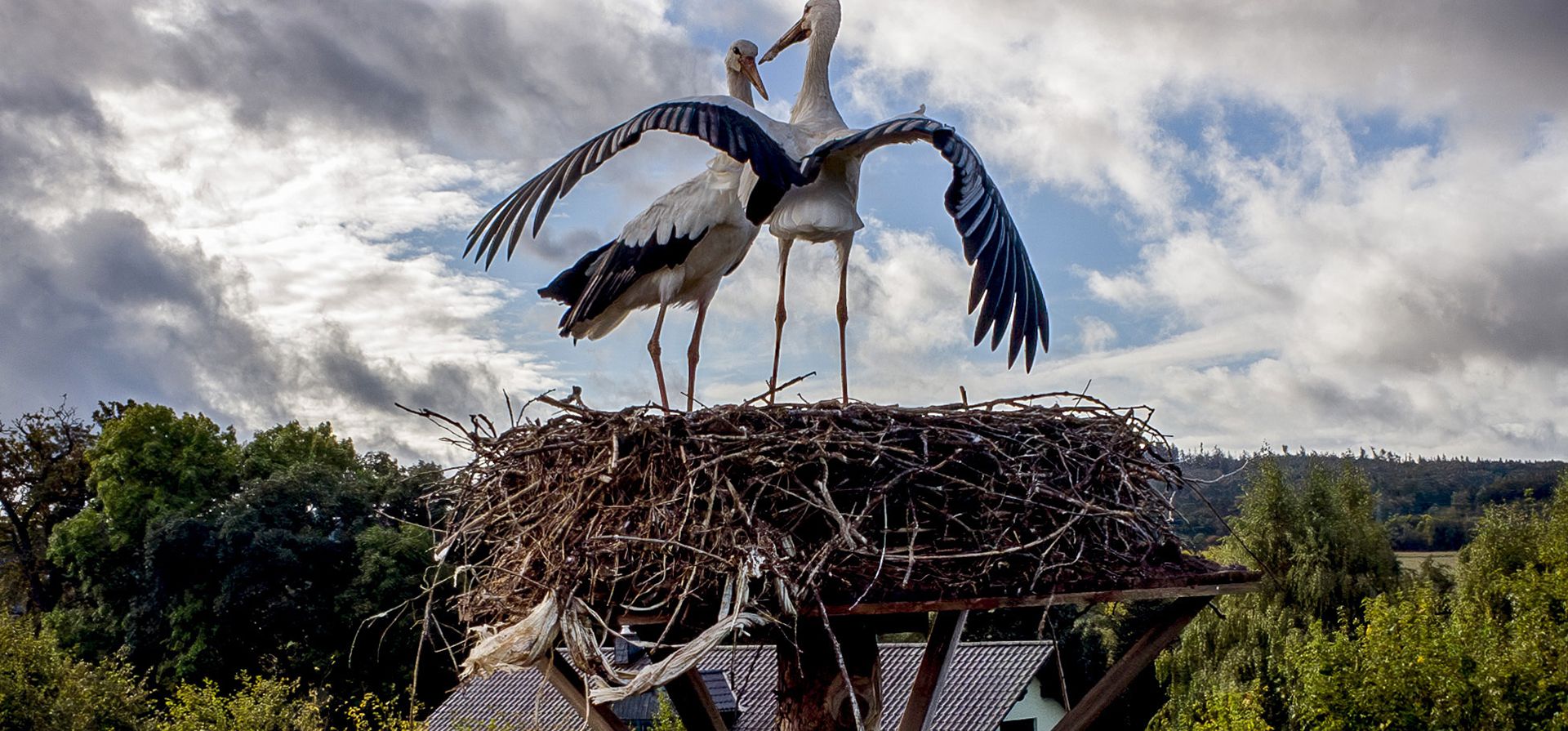 Dos cigüeñas en su nido en Wehrheim, cerca de Frankfurt, Alemania, el martes 1 de octubre de 2024. (Foto AP/Michael Probst) Dos cigüeñas en su nido en Wehrheim, cerca de Frankfurt, Alemania, el martes 1 de octubre de 2024. (Foto AP/Michael Probst)