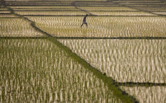 Un agricultor indio camina por un campo de arroz en las afueras de Gauhati, India. El gobierno planea aumentar el gasto en atención médica y promete ayuda adicional para capear la pandemia de coronavirus.