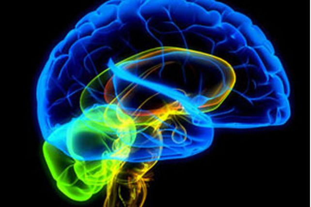 Un gen determina el tamaño del cerebro