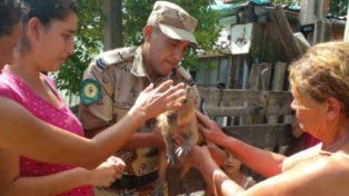 Colón: rescataron una cría de carpincho tras denuncia anónima