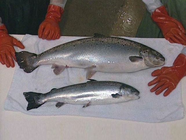 El salmón transgénico tiene un mayor tamaño que el normal