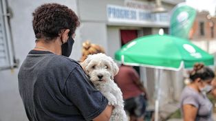 Continúa la campaña de castración de animales