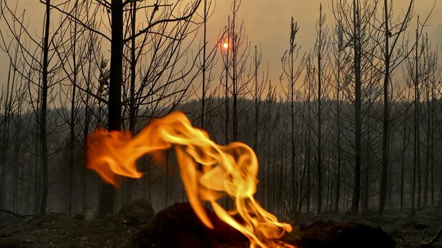 Las imágenes más estremecedoras de los incendios forestales en Chile