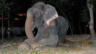 Un elefante lloró al ser liberado tras 50 años pero podría volver al cautiverio