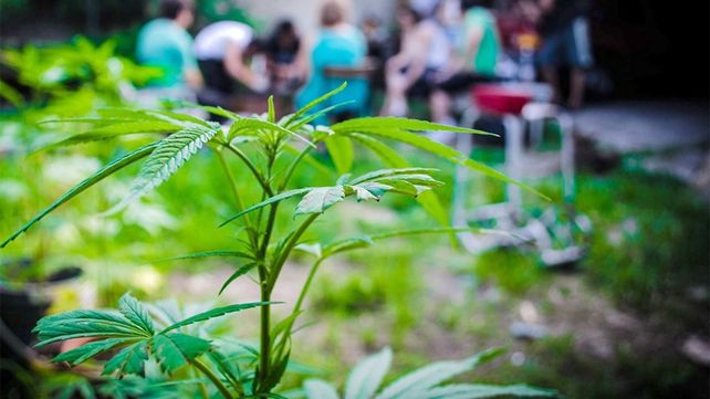 Funciona en Córdoba la primera clínica de la marihuana