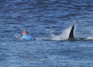 Un surfista se defendió a trompadas del ataque de un tiburón en una competencia