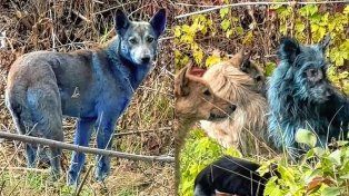 Aparecen perros azules en Chernobyl y los científicos buscan una explicación.