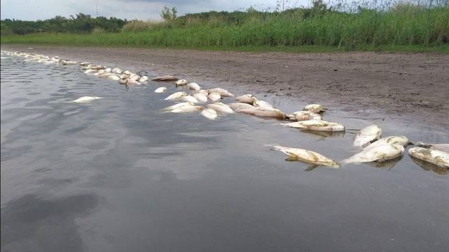 Área de Ambiente analizará las causas de la mortandad de peces en Concepción del Uruguay