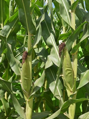 Cómo aprovechar la lluvia para potenciar los rindes