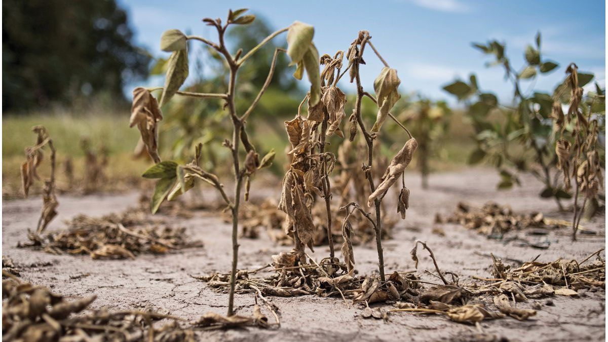 Sequía Prorrogan La Emergencia Agropecuaria En Santa Fe Para Todas Las Producciones 6952