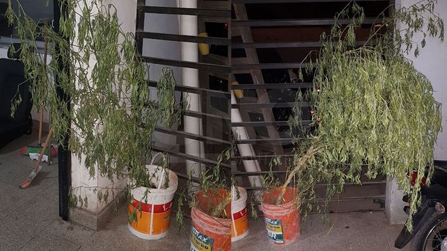 Detuvieron a un hombre con dos plantas de marihuana en un pequeño freezer