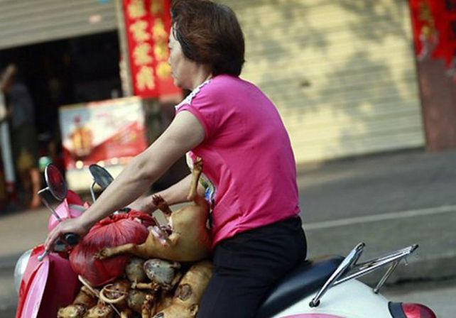 China sacrifica a miles de perros para el festival del horror