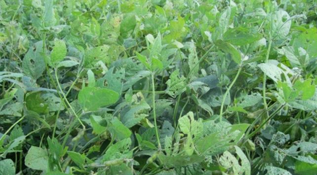 Daño por orugas defoliadoras en soja (INTA Marcos Juárez)