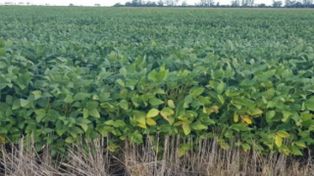 Buen escenario para la soja y rindes destacados en maíz temprano en el centro norte de Santa Fe
