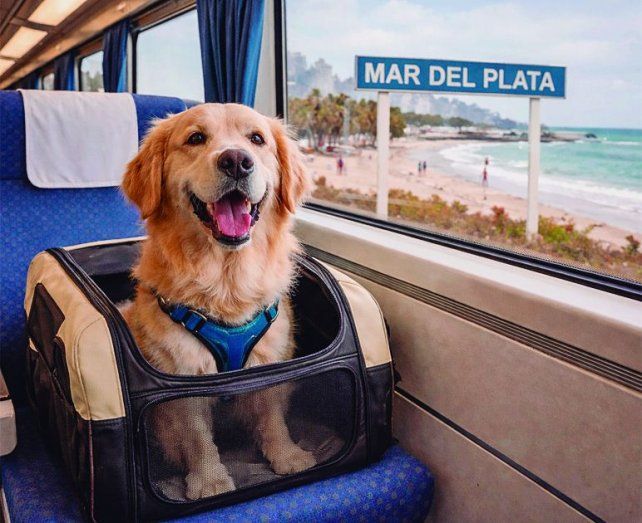 Los turistas ahora podrán trasladarse en tren con sus mascotas en viajes de Buenos Aires a Mar del Plata.