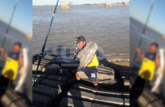 El surubí gigante que pescaron en la laguna Setúbal