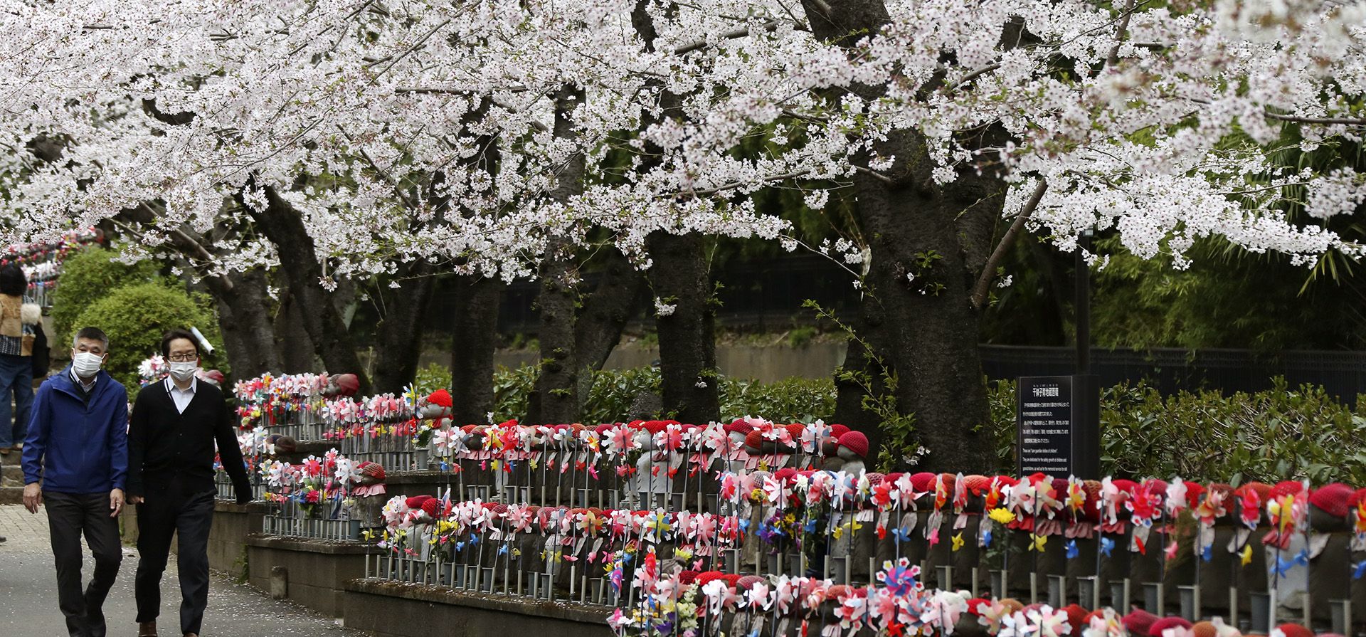 Personas con máscaras faciales pasean bajo los cerezos en flor en el templo Zojoji en Tokio el martes 29 de marzo de 2022.