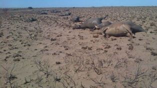 Los incendios en el centro del país amenazan a los pequeños productores