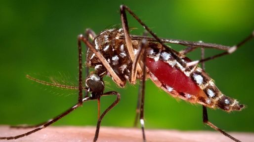 Salud confirmó el primer caso de dengue en nuestra ciudad