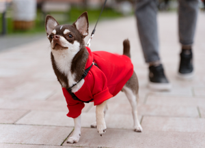 ¿Hay que abrigar a los perros en invierno?