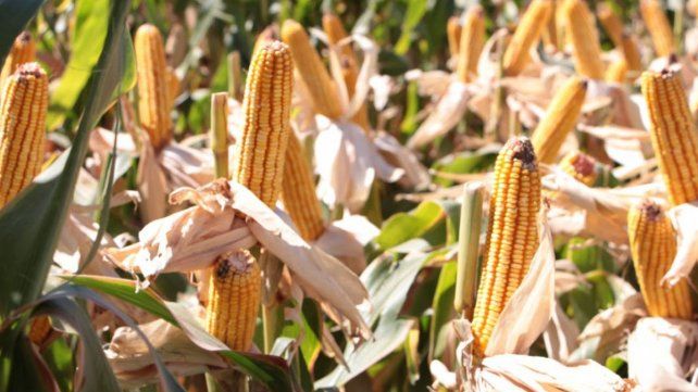 Avanza el financiamiento a productores para la siembra de trigo y maíz Avanza el financiamiento a productores para la siembra de trigo y maíz