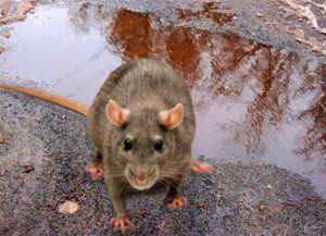 Leptospirosis: Santa Fe 2ª entre las provincias con más casos registrados
