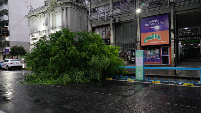 Arbol caído en Pellegrini al 1300. Los inconvenientes por las intensas lluvias y el viento con ráfagas de 65 kilómetros por hora.&nbsp;