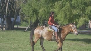 Robaron un caballo utilizado por jóvenes en equinoterapia