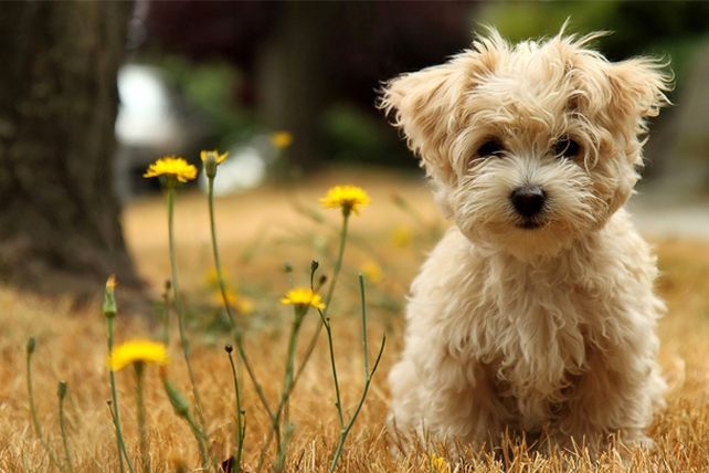El origen de los perros