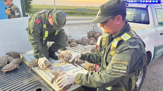 Las tortugas quedaron a disposición de Control de Fauna de Santa Fe