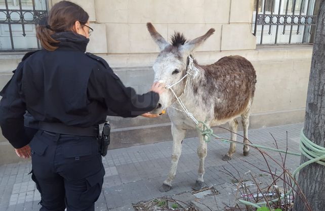La burra fue trasladada a la Comisaría 2ª a la espera de sus dueños.