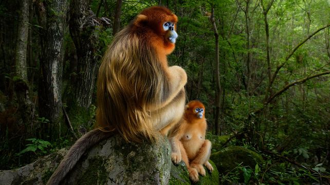 Imágenes ganadoras del premio Fotógrafo de Vida Silvestre 2018