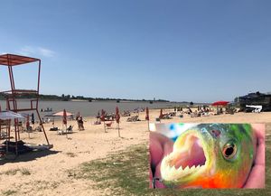 Analizan poner mallas antipalometa en la laguna Setúbal